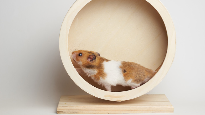 Hamster on wheel