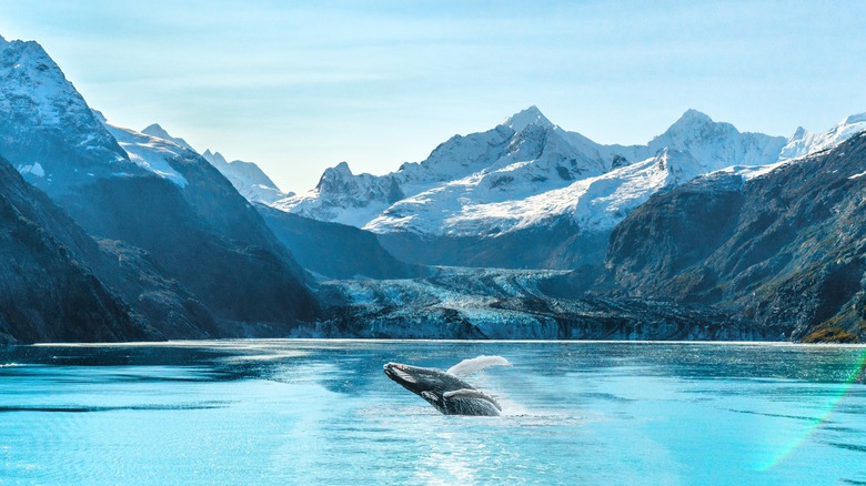 humpback whale breach in Glacier Bay, Alaska