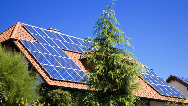 Tree next to a house with solar panels