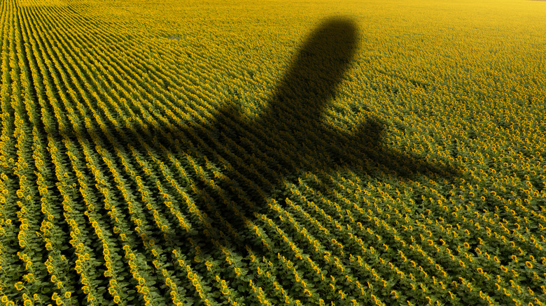 Shadow of the plane on the agricultural field