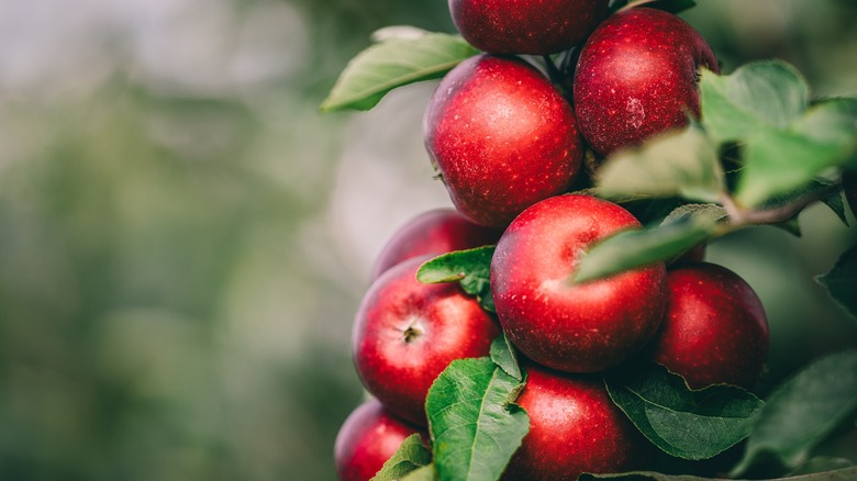 Apples with a blurred background