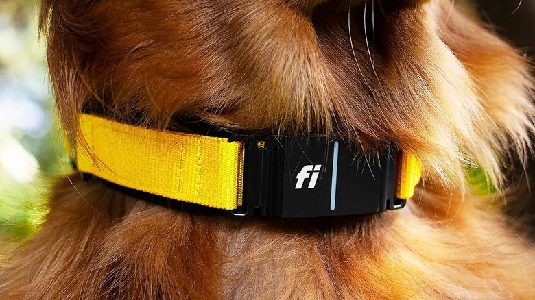 Fi Series 3 Smart Dog Collar