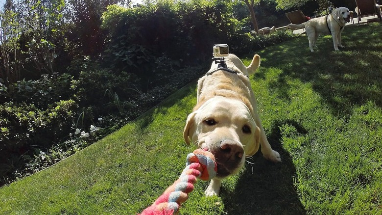 GoPro Fetch Dog Harness