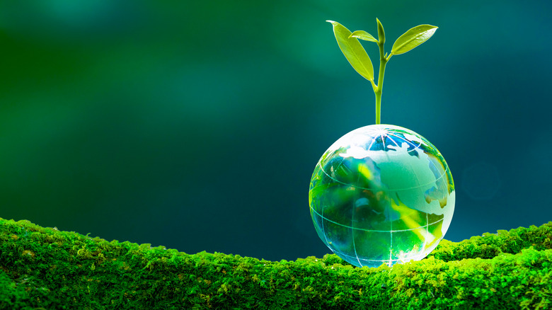 Plant growing out of droplet