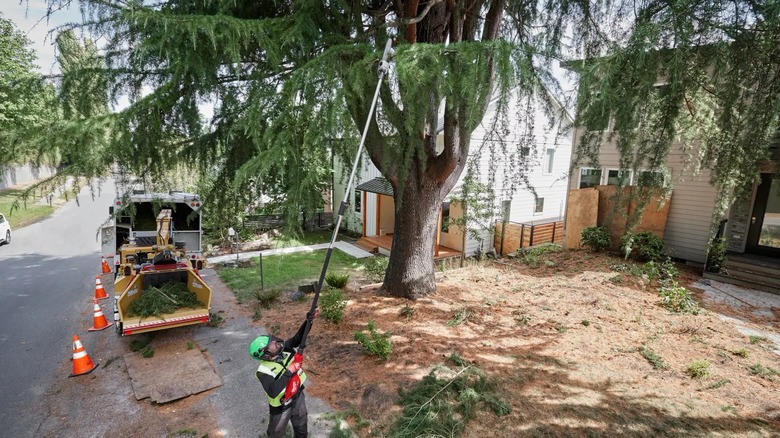 Cutting branches with telescoping pole saw