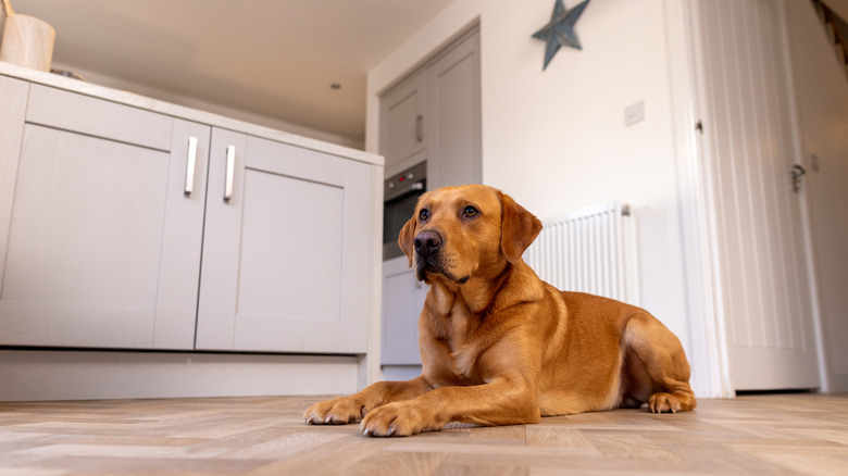 Dog resting on kitchen floor