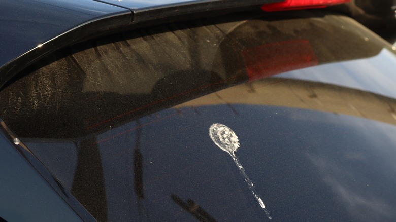 Bird poo on a car's back windscreen