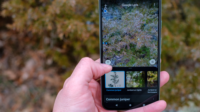 Google Lens identifying plants on smartphone