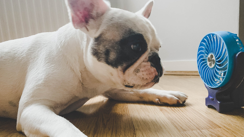 Black and white dog lying on hardwood floors in front of a small blue fan