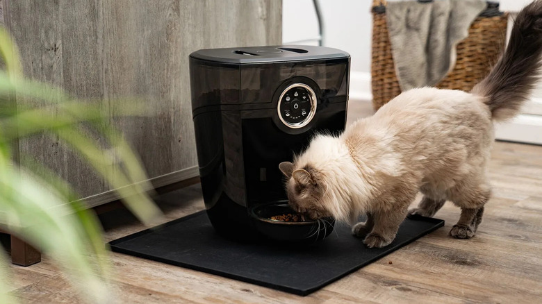 Siamese cat eating from black automatic feeder positioned on a black mat