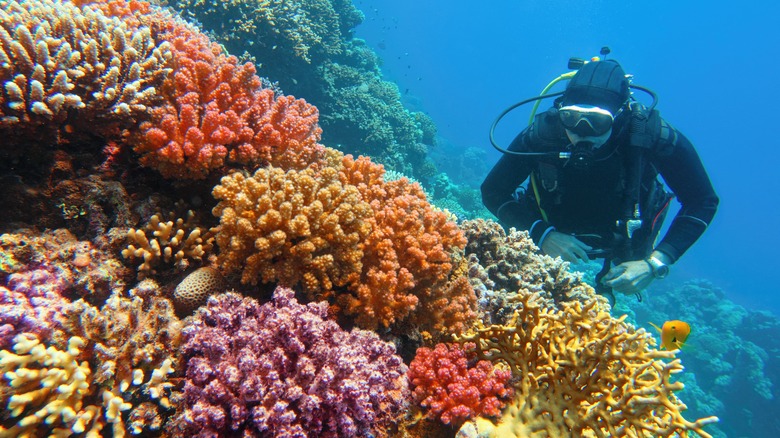 A scuba diver admiring colorful coral.