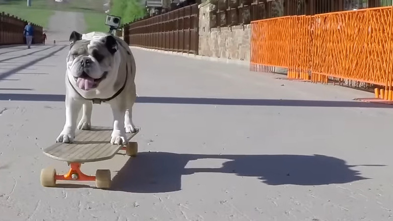 Bulldog on skateboard with GoPro harness on