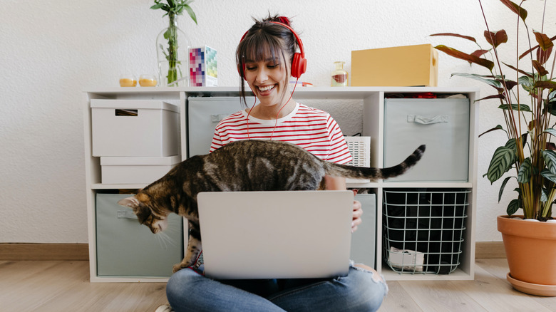 Cat walking on laptop in person's lap