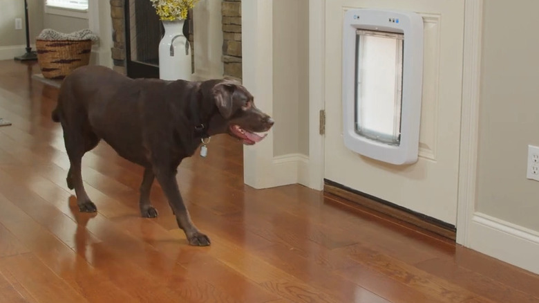 Dog walking towards smart doggie door