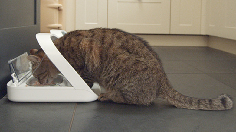 Cat eating from bowl in pet feeder