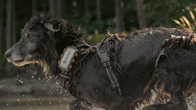 Wet dog running with Tractive GPS on harness