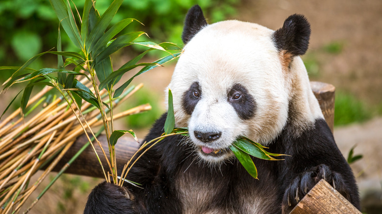 Panda eating bamboo at Everland's Zootopia