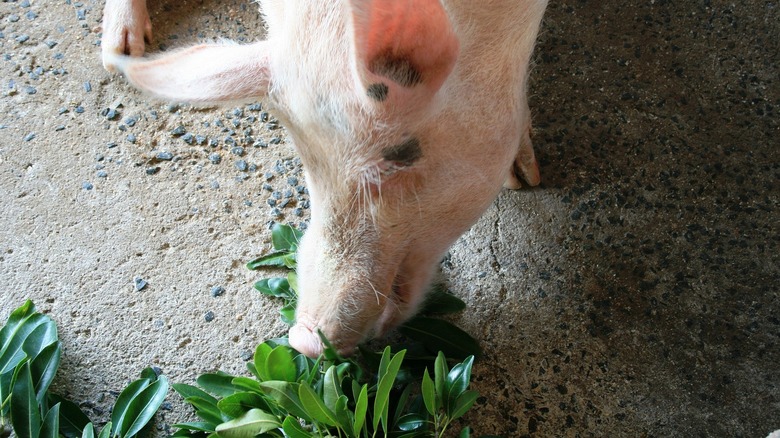 Pig eating leaves.