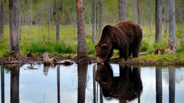 Bear drinking water from a lake in the forest