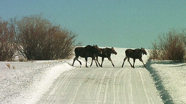 Three moose walking across a snowy roadway