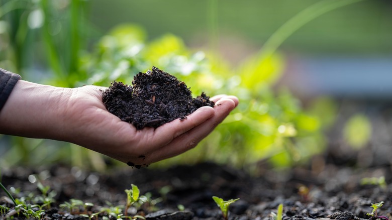 Hand holding a handful of soil