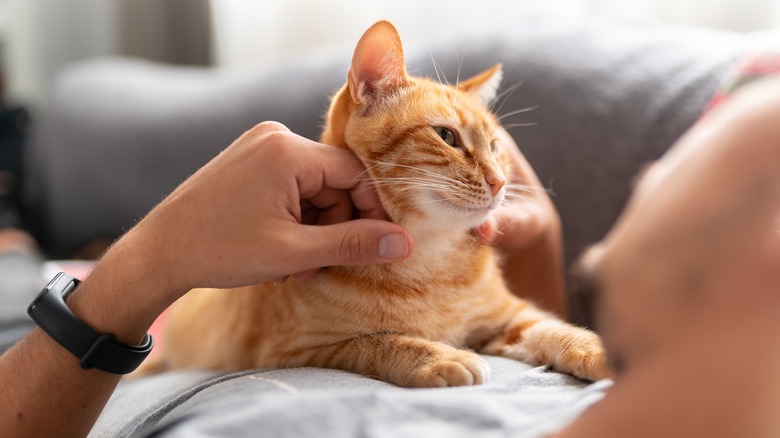 cat relaxing owner scratch