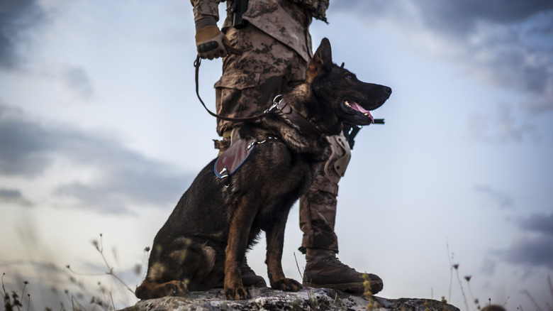 military dog