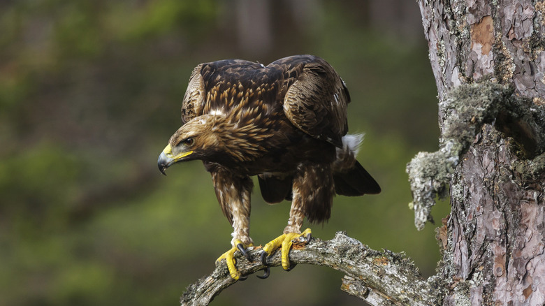 golden eagle perch tree