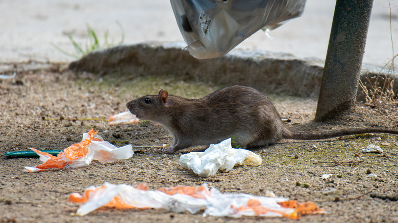 rat street trash bag