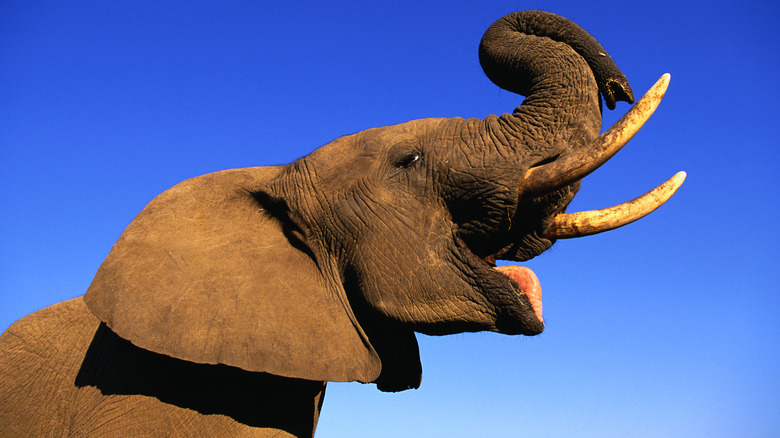 elephant trumpeting