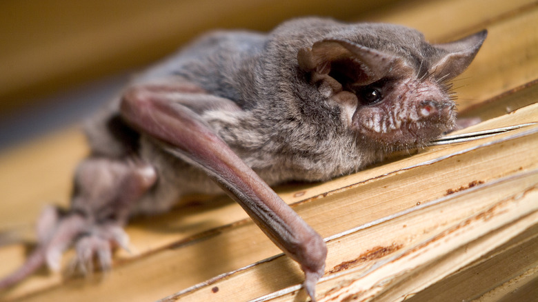 mexican free-tailed bat