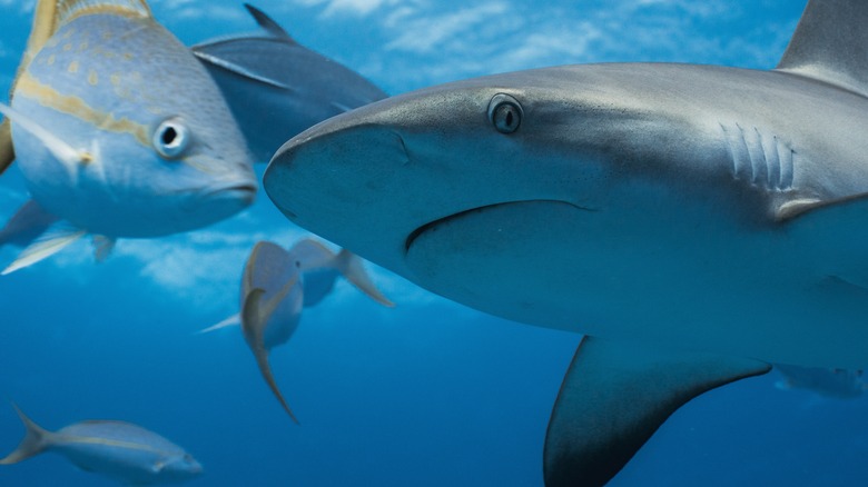 shark swimming ocean