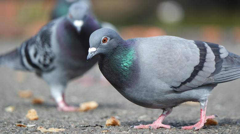 pigeon feed bread ground