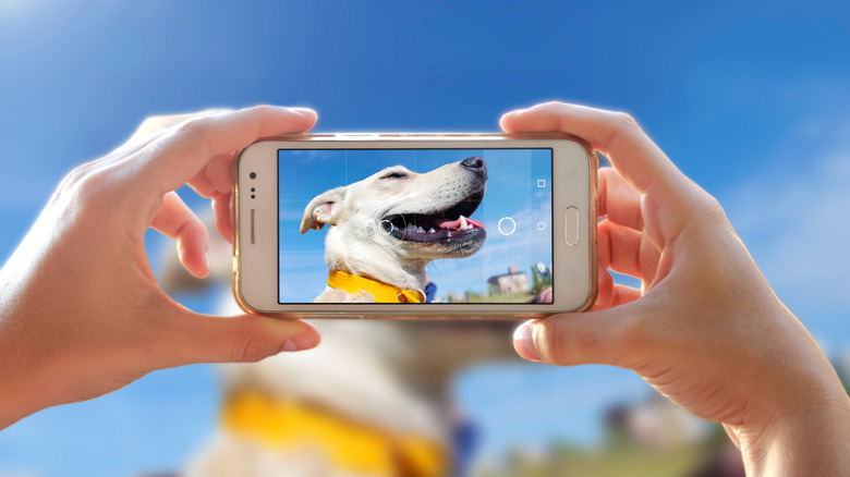 A photograph of a dog on a smartphone 