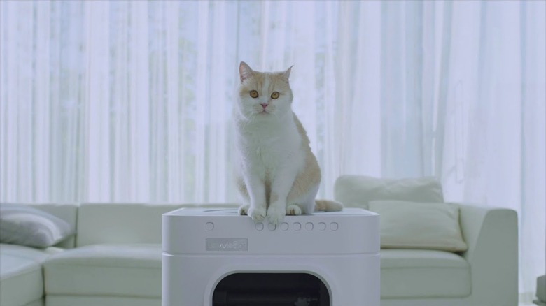 Cat sitting on a LavvieBot litter box