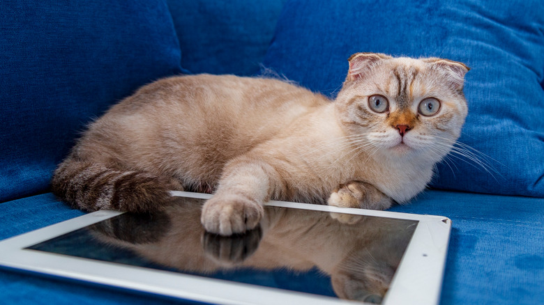 Cat playing iPad