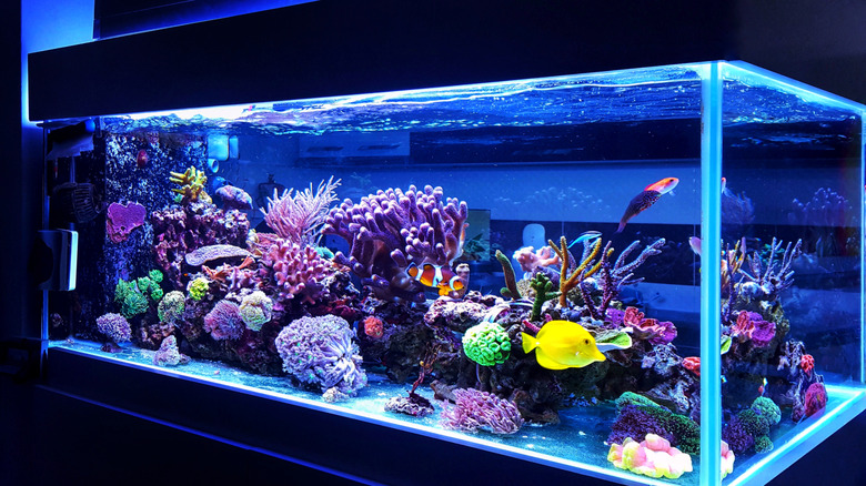 large fish tank with coral and fish