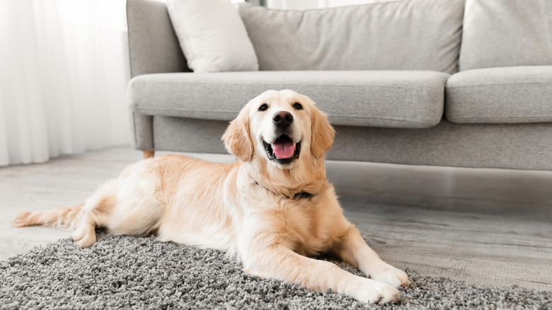 dog lying on carpet