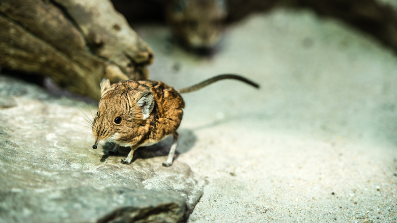 Elephant shrew