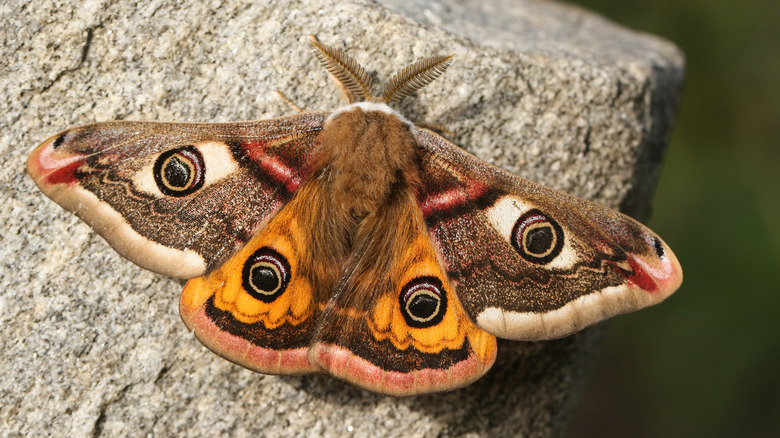 Moth