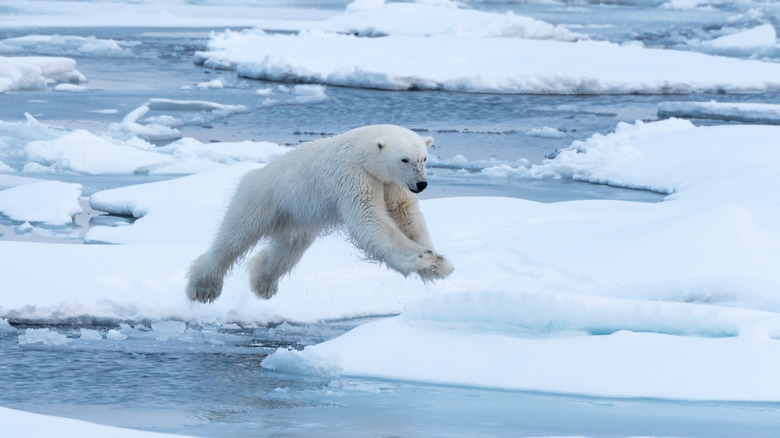 Polar bear