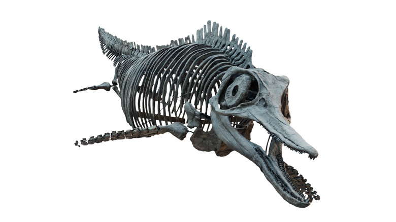 Ichthyosaurus