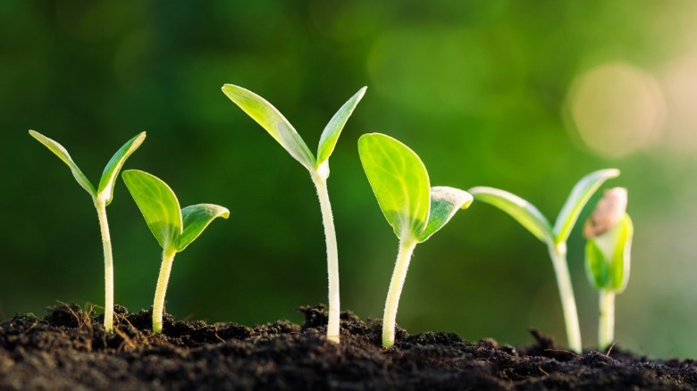 Plants sprouting in soil