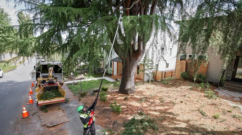 trimming a tree with the pole saw