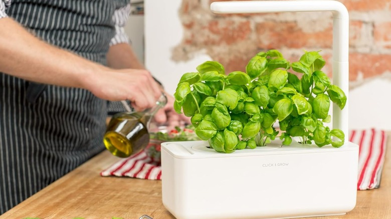 Click & Grow smart garden and a chef at work