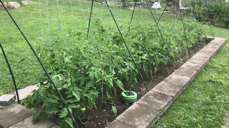 A Tertill weeder at work