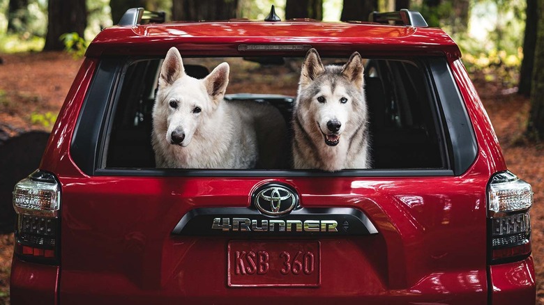 2022 Toyota 4Runner with dogs in the back