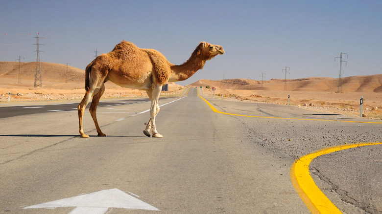 Camel on a roadway