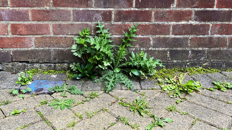 Weeds popping up out of a sidewalk