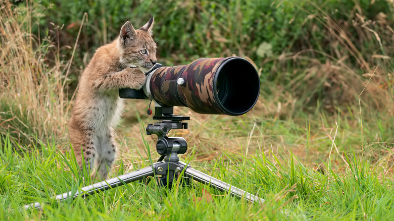 baby bobcat leaning on camera lens